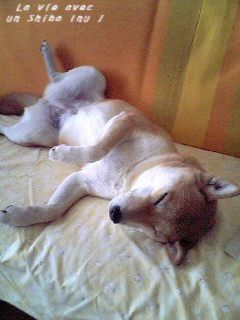 *Toutes les photos dans "La vie avec un Shiba Inu !"  appartiennent à "akishiba", l'auteur de ce blog. 