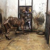 Dr. Susilo Bambang Yudhoyono: Close Surabaya Zoo