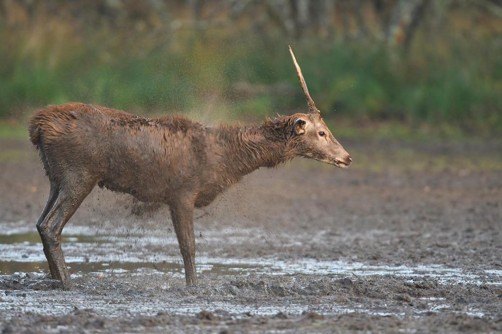 Cerf élaphe (Cervus elaphus).