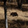 Sequoia et Yosemite N.P. (California - encore Oct.!)