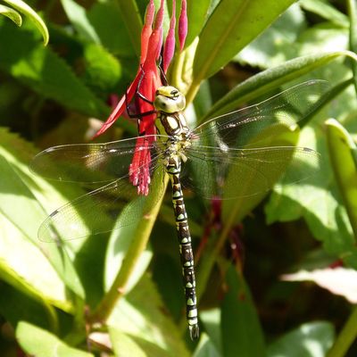 Aeschne bleue - aeshna cyanea.