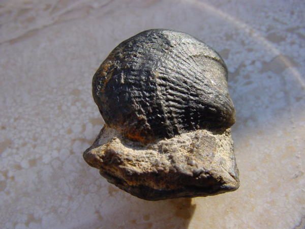<p>
Les principaux fossiles que l'on peut découvrir dans un rayon de 30 kilomètres autour de Couvin.
</p>
<p>
Phil "Fossil"
</p>