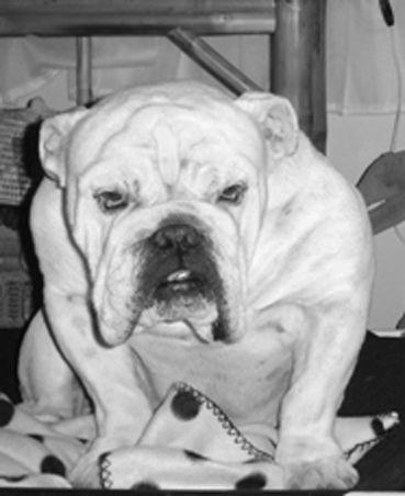 Album - Old-pics Bulldogs