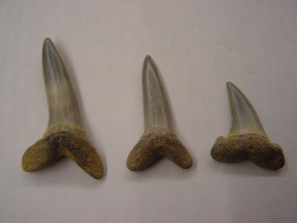 <p>Une de mes passions parmi les fossiles, les dents de requins. Trouvées en abondance en Belgique, mais des échanges et achats m'ont permis de me constituer une importante collection du Monde entier.</p>
<p>Les quelques pièces ici présentées sont datées du Permien (250 millions d'années) au Pliocène. (3 millions d'années)</p>
<p>Bonne visite !</p>
<p>Phil "Fossil"</p>
<p> </p>