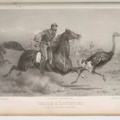 La Chasse à l'autruche