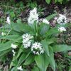 AIL DES OURS EN FLEUR