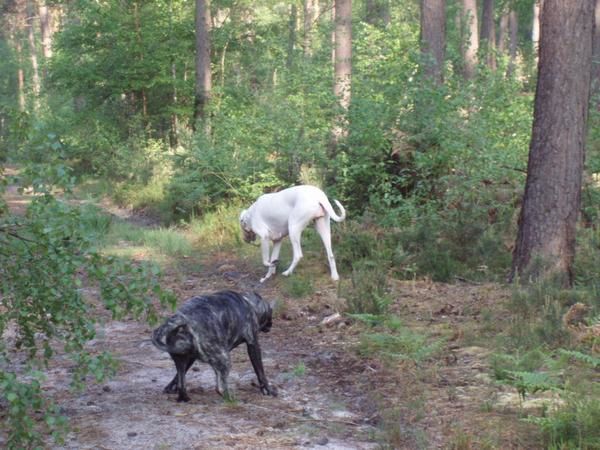 Dogue Argentin et Dogo Canario