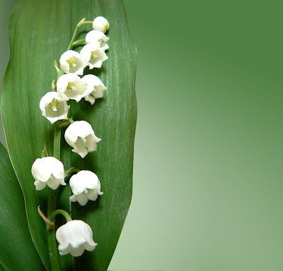 Nature - Fleurs - Brin - Muguet - Fête - 1er mai - Photographie - Wallpaper - Free