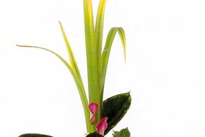 Stage YOGA ET IKEBANA