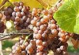 #Pinot Grigio Producers Southern California Vineyards 