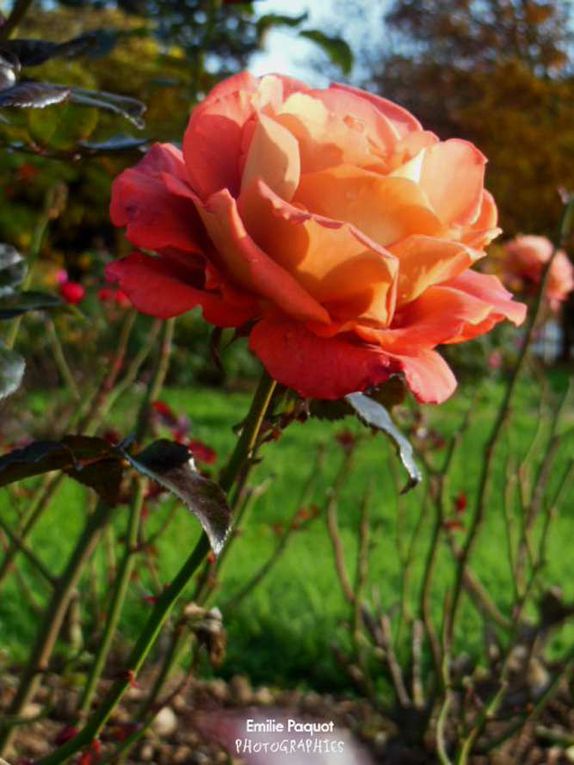 Emyart'Photographies..........fleurs, arbres, natures, images bucoliques