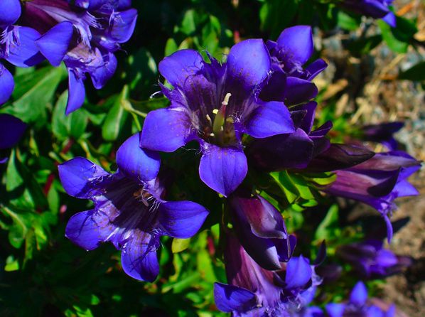 Les fleurs de Bach  Gentian /Gentiane 