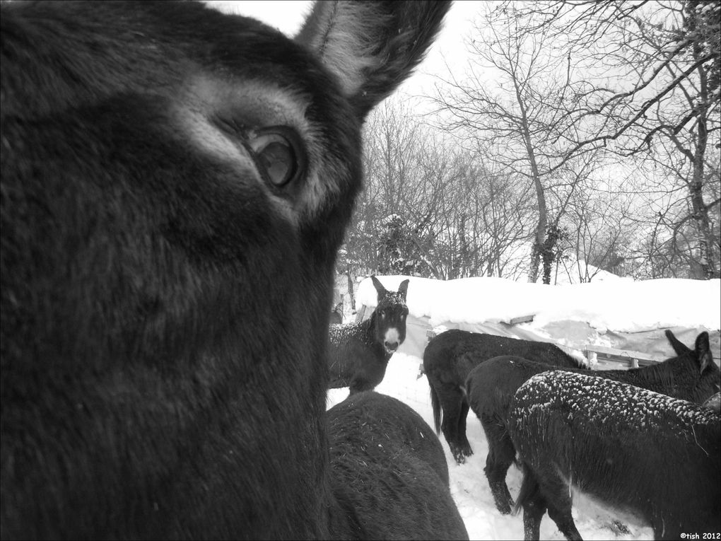 Les ânes et la neige...*