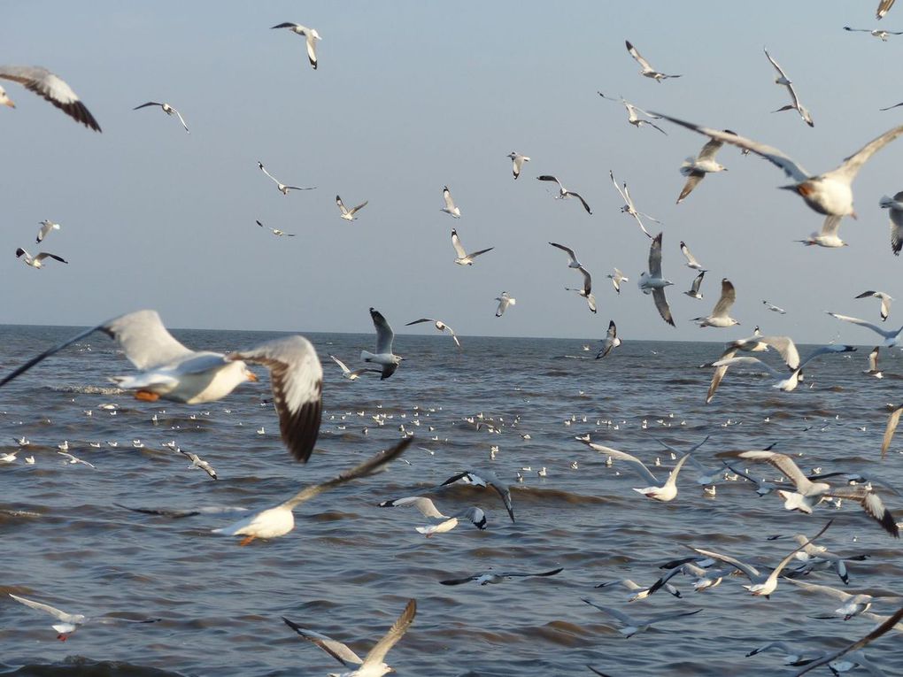 Les mouettes de Bang Poo