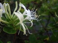 Album -  photos, mes  fleurs, mon jardin