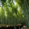 Forêt de bambous et jardins zens