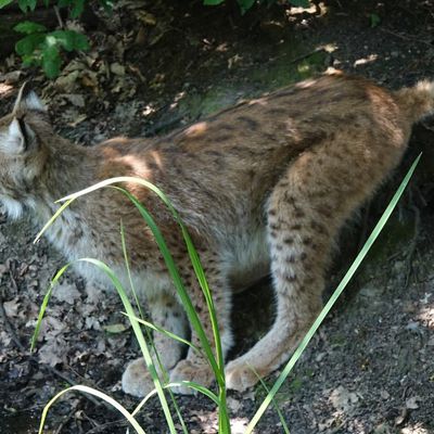 Lynx, le plus grand félin d’Europe dans ‘’Nos Amis sauvages’’