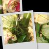 Art floral, Evènementiel, par Sophie Pillons, fleuriste à Périgueux