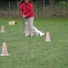 cours d'agility