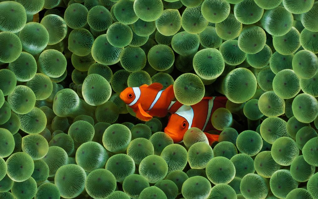 « La sagesse de la terre est une complicité totale entre l’homme et son environnement. »
de Pierre-Jakez Helias