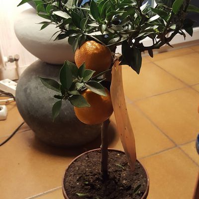 Variété d'agrumes : citronnier "Chinotto" ou bigaradier...
