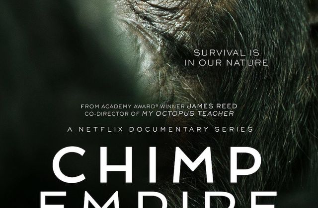 Dès ce 19 avril sur Netflix, la série documentaire L'Empire des chimpanzés.