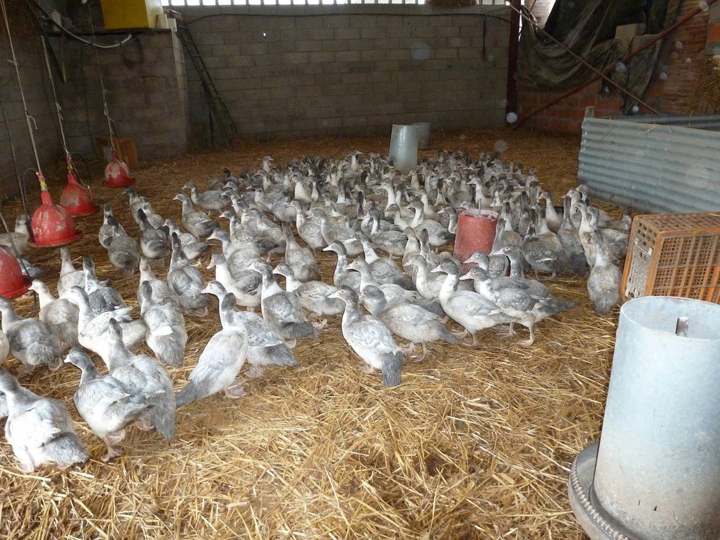 visite des champs de Gilles et nadine Przetak et de l'élevage de poulets et canettes de Corinne et Jean-Pierre Sicard. Une vingtaine d'amapiens présents !