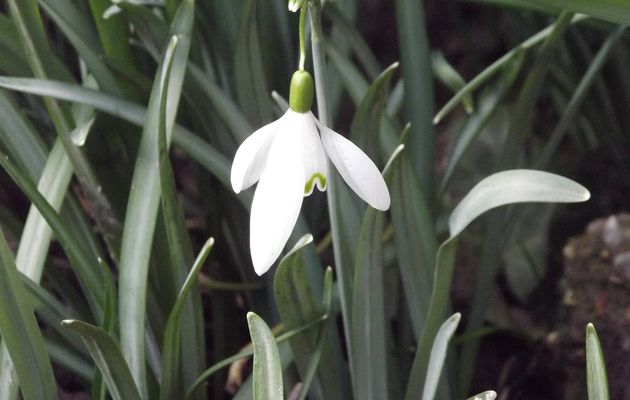 La fée clochette 2