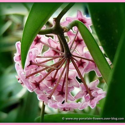 Floraison de mon Hoya cv 'Minibelle'
