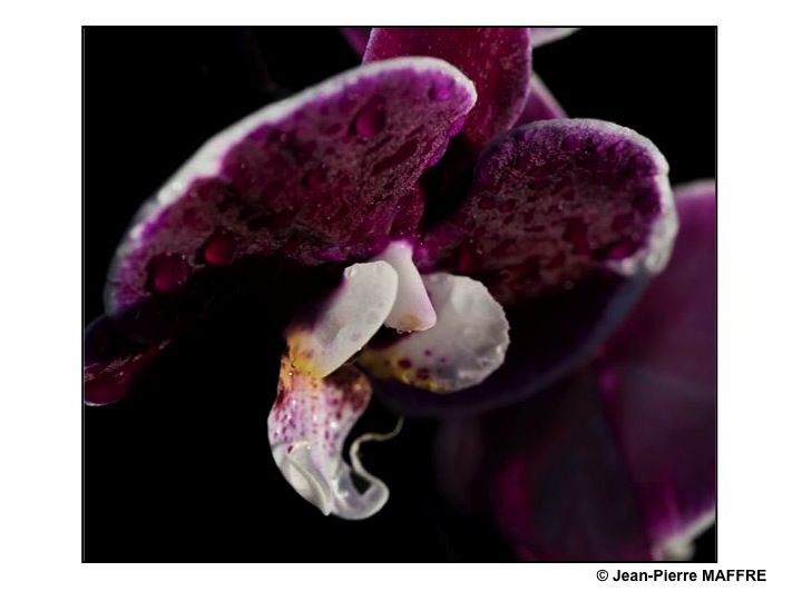 Une autre façon de mettre en valeur les orchidées consiste à les présenter sur un fond noir pour magnifier leurs couleurs.