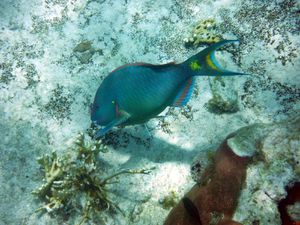 ISLA MUJERES