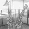 En mémoire de Mickael Jackson: Aidez à sauver ses deux dernières girafes !!!
