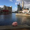 Cochonou à Melbourne