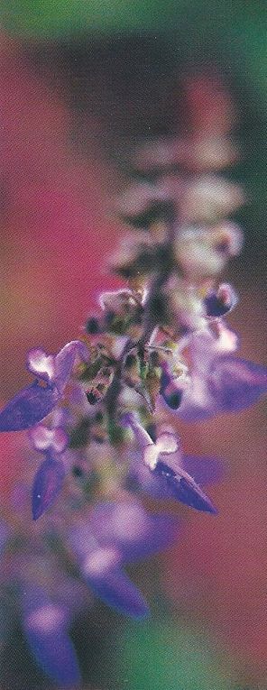 Album - fleurs