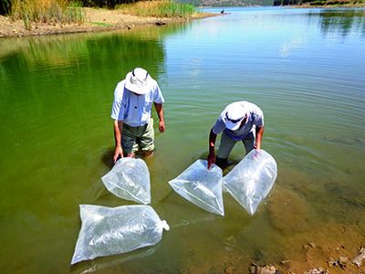 Repeuplement du barrage de Zit El Anba à Skikda Intégrer l’aquaculture dans les mœurs agricoles