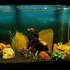 mon aquarium