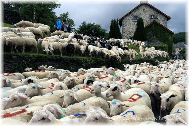 Album - Transhumance-stmamet