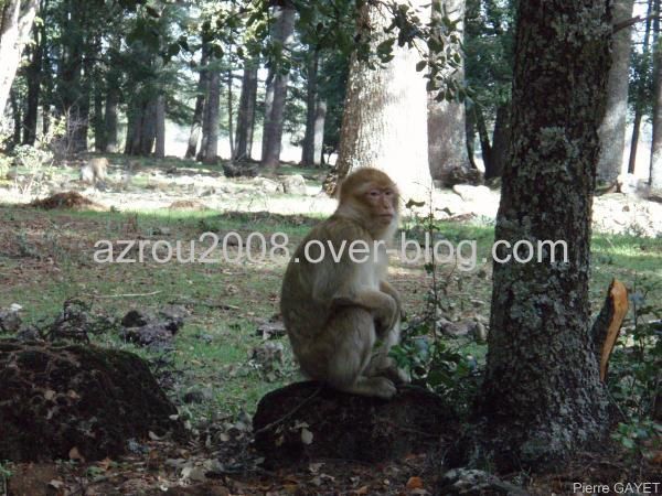 macaques de Barbarie (Macaca sylvanus) ou singe magot, dans une forêt de cèdres du moyen-Atlas marocain