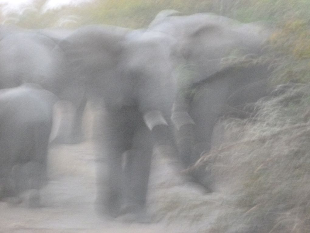 Safari en afrique : chez les animaux