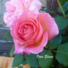 Rose pour Eliane
