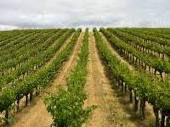 #Rose Syrah Producers Central Valley California Vineyards 