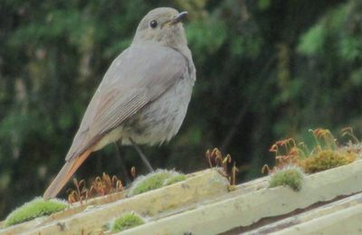 Biodiversité peau de chagrin!