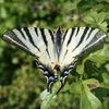 Le flambé, super planeur - Iphiclides podalirius