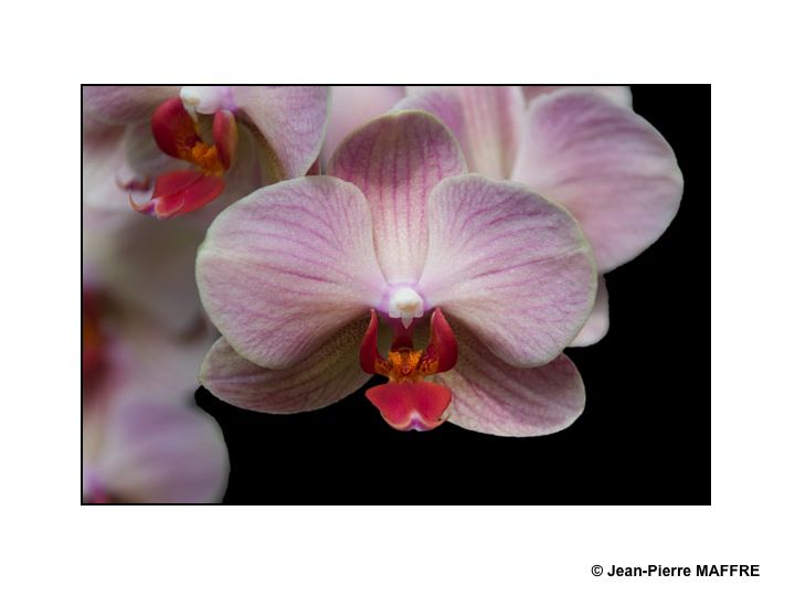 Les orchidées vues pour elles-mêmes dénuées de tout leur environnement qui dissimule leur beauté.