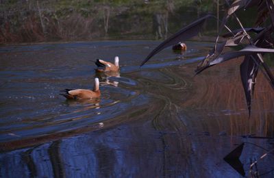 Quelques oiseaux