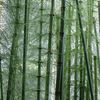 L'allée des bambous