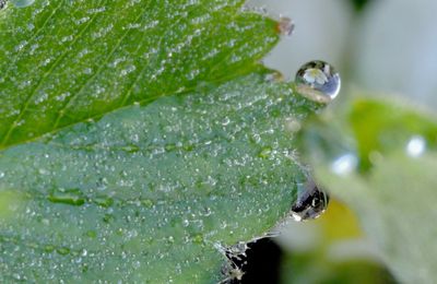 "Reflet de fleurs..."