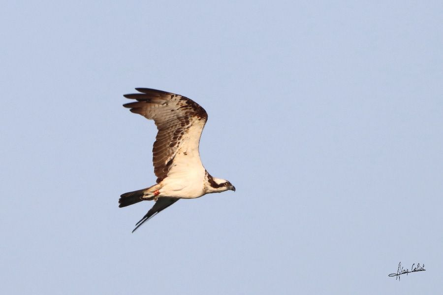 Balbuzard pécheur à Ondres et au marais d'Orx