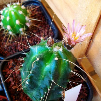 Gymnocactus sp