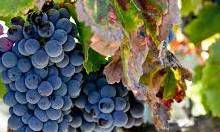 #Grenache Producers South Coast California Vineyards  p3
